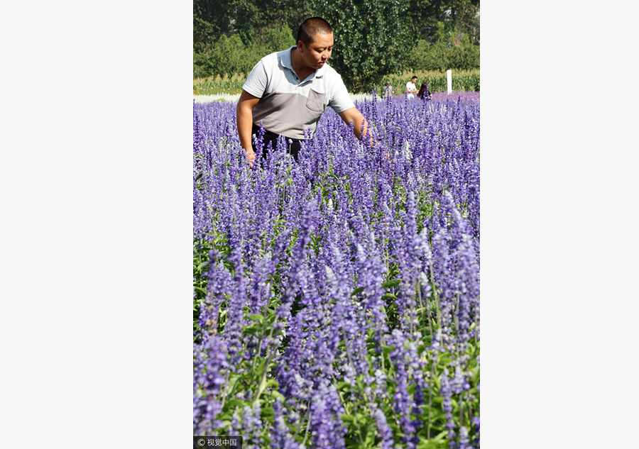 Graduate brings sweet smell of lavender to North China