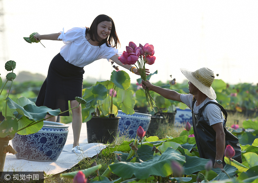 Ornamental lotus flowers grow farmers' earnings 20 times