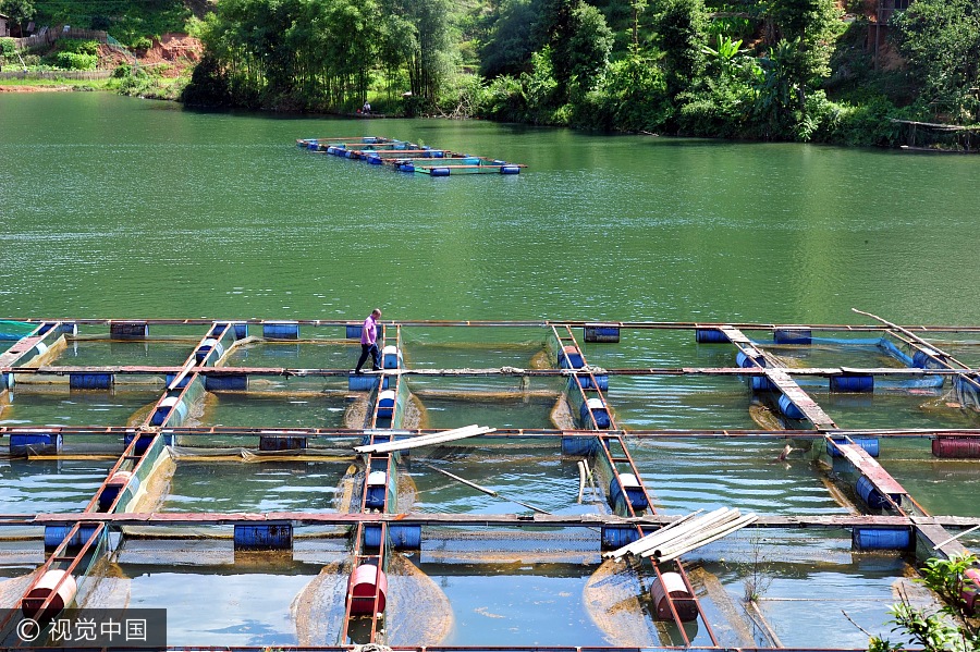 Tsinghua graduate turns spoon sturgeon breeding a money-making business