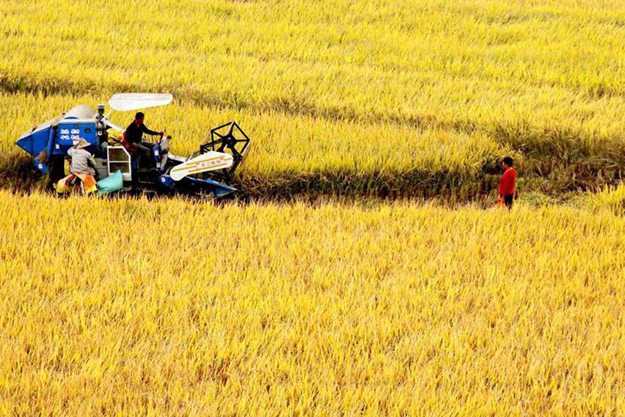 Farmers welcome harvest season across China