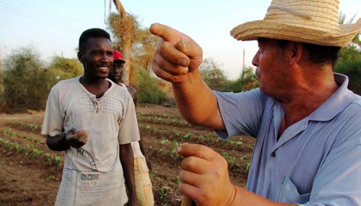 Chinese firms urged to fulfill responsibility in Africa