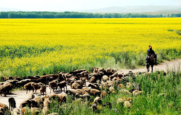 Cole flowers blossom in Xinjiang