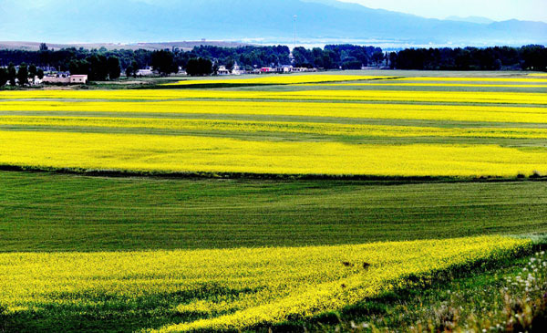 Cole flowers blossom in Xinjiang