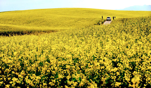 Cole flowers blossom in Xinjiang