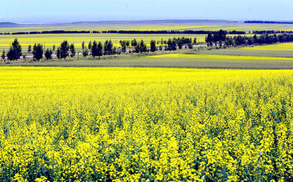 Cole flowers blossom in Xinjiang