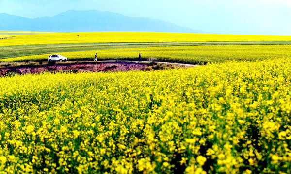 Cole flowers blossom in Xinjiang