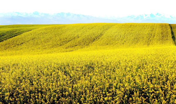 Cole flowers blossom in Xinjiang