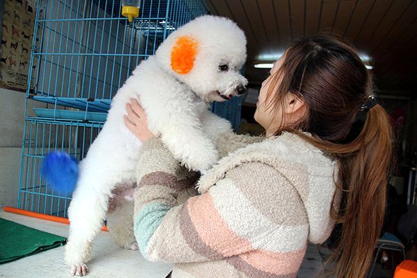 Poodle care proves to be perilously expensive proposition
