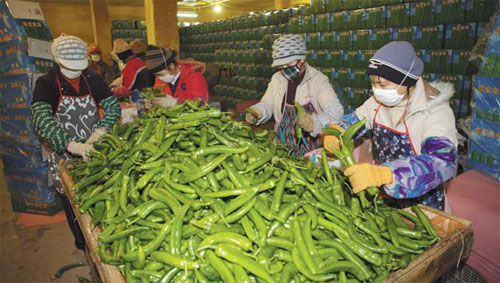 E-commerce set to spice things up for nation's chili pepper producers