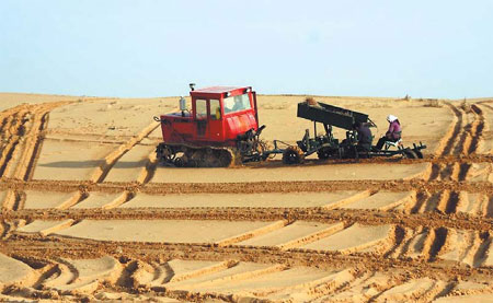 Burning willows to stop desertification