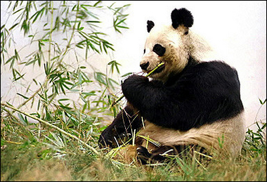 An An, a male panda, eats bamboo at the Wolong Giant Panda Research Centre in Sichuan, southwest China. 