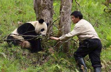 Panda Xiang Xiang, a tranquiliser dart still hanging from his shoulder, is released from the Wolong Giant Panda Protection and Research Center in southwest China's Sichuan province April 27, 2006. The four-year-old male giant panda, which was raised at the centre, was the first to be released out of more than 180 captive-bred pandas worldwide, China Daily reported. [Newsphoto]