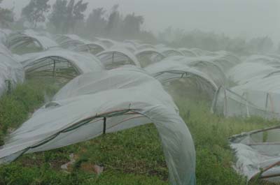 Strong winds packed by typhoon Chanchu raid crops in Shantou, south China's Guangdong province May 17, 2006. Chanchu- the worst typhoon on record to enter South China Sea in May - is expected to make a landfall at Huilai and Raoping in southern Guangdong province. Almost half a million local residents have been evacuated under threat of swells, according to a Xinhua report. [Xinhua] 