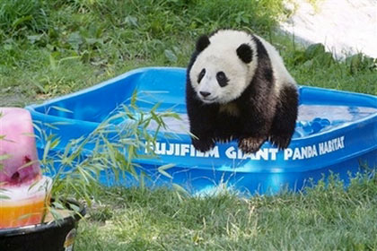 In this photograph provided by the Smithsonian Institution's National Zoo, Tai Shan, the giant panda cub at Smithsonian's National Zoo explores a new pool he received from Fujifilm on his first birthday, Sunday, July 9, 2006 during celebrations at the Zoo in Washington. He also received a special birthday frozen treat made for the occasion by National Zoo nutritionists. Thousands of visitors came to the Zoo to celebrate the cub's birthday, which included talks with Zoo panda keepers and traditional Chinese music and dancing.