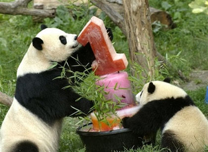 Tai Shan, right, and his mother Mei Xiang, take a close look at a frozen treat that was made for him on his first birthday, Sunday, July 9, 2006, in the outdoor panda exhibit at the National Zoo in Washington. The frozen melange was filled with apples, yams, carrots and fruit juices. More than 1.2 million have visited the panda exhibit since the cub first went on display last December. [AP Photo]