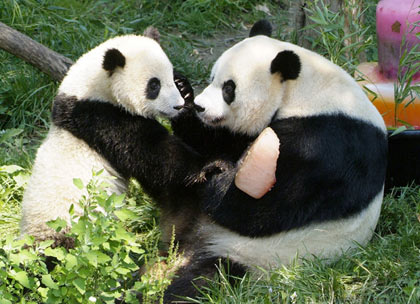 Tai Shan (L), the giant panda cub at Smithsonian's National Zoo, shares a special frozen treat he received on his first birthday, July 9, 2006, with his mother Mei Xiang. Thousands of visitors came to the Zoo to celebrate the cub's birthday, where he also received a new ball and pool. [Reuters]