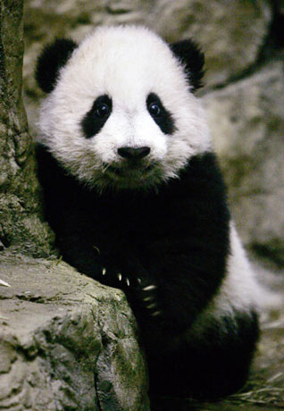 Tai Shan (L), the giant panda cub at Smithsonian's National Zoo, shares a special frozen treat he received on his first birthday, July 9, 2006, with his mother Mei Xiang. Thousands of visitors came to the Zoo to celebrate the cub's birthday, where he also received a new ball and pool. [Reuters]