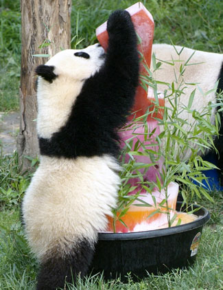 Tai Shan (L), the giant panda cub at Smithsonian's National Zoo, shares a special frozen treat he received on his first birthday, July 9, 2006, with his mother Mei Xiang. Thousands of visitors came to the Zoo to celebrate the cub's birthday, where he also received a new ball and pool. [Reuters]