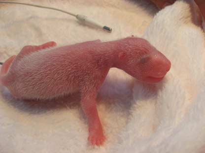 A giant panda cub grovels on a mat at Wolong Giant Panda Protection Centre in Chengdu, Southwest China's Sichuan Province on August 7, 2006. Qi Zhen and Qi Yuan, twin giant pandas at the giant panda research center each gave birth to twin cubs on Sunday and Monday. [newsphoto]