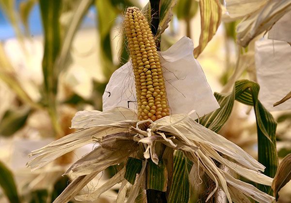 Cases of illegal GM crops 'under control'