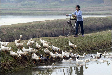 Bird flu kills Vietnam teenager, virus fears rise