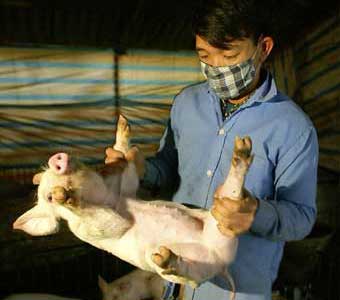 UN: No evidence of avian flu in pigs