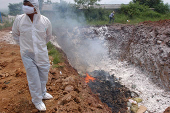 Bird flu in Anhui under control