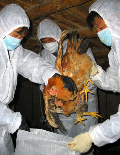 Xinjiang reports bird flu cases