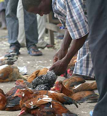 Deadly bird flu found in Nigeria