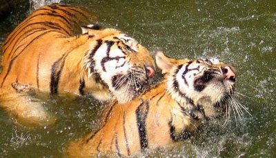 Tigers frolic in pool to cool off