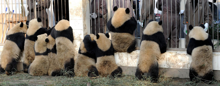 10 giant pandas to head for Expo 2010