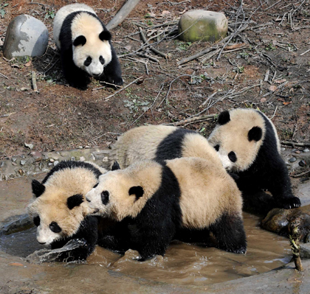 10 giant pandas to head for Expo 2010