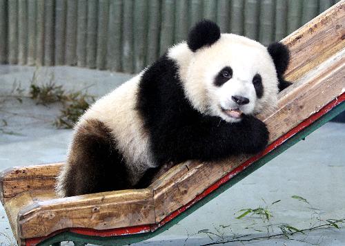 Expo pandas enjoy fresh bamboo