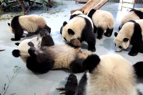 Expo pandas enjoy fresh bamboo