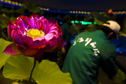 Lotuses decorate China Pavilion