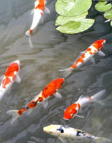 Water-cleaning 'fishes' swim to Shanghai