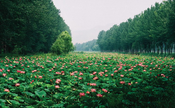 Weishanhu wetlands