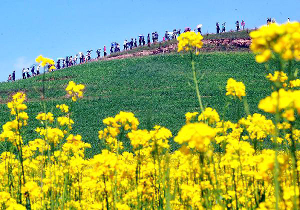 Blossoming cole flowers attract tourists to Qinghai