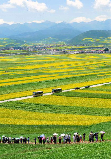 Blossoming cole flowers attract tourists to Qinghai