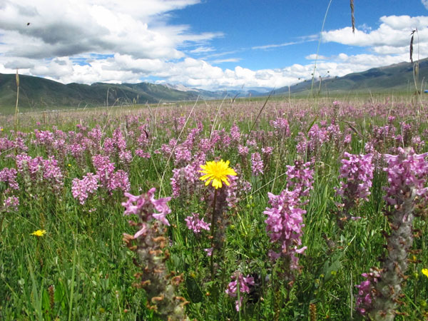 Natural beauty of Yushu shines once again