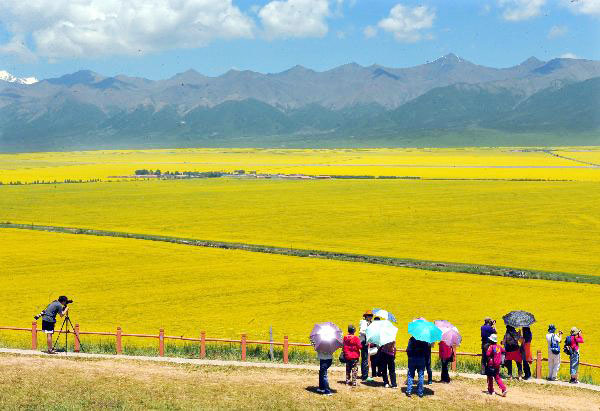 Blossoming cole flowers attract tourists to Qinghai