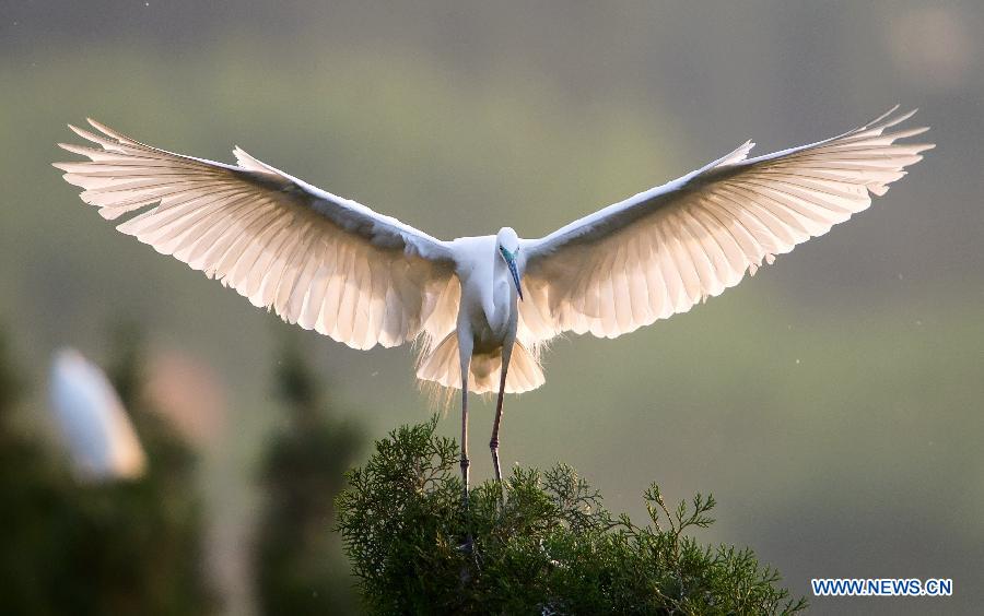 Egrets in Longshan scenic spot in North China's Hebei