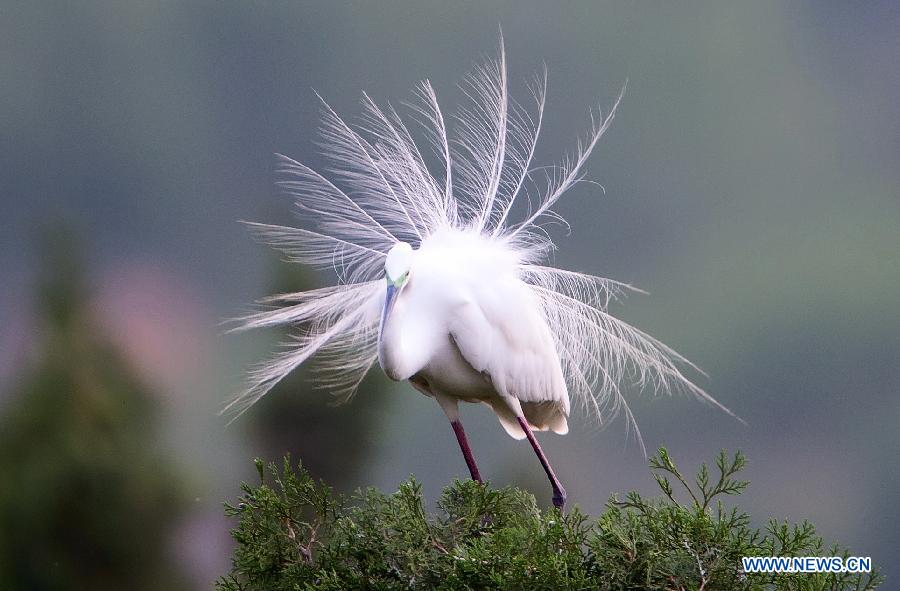 Egrets in Longshan scenic spot in North China's Hebei