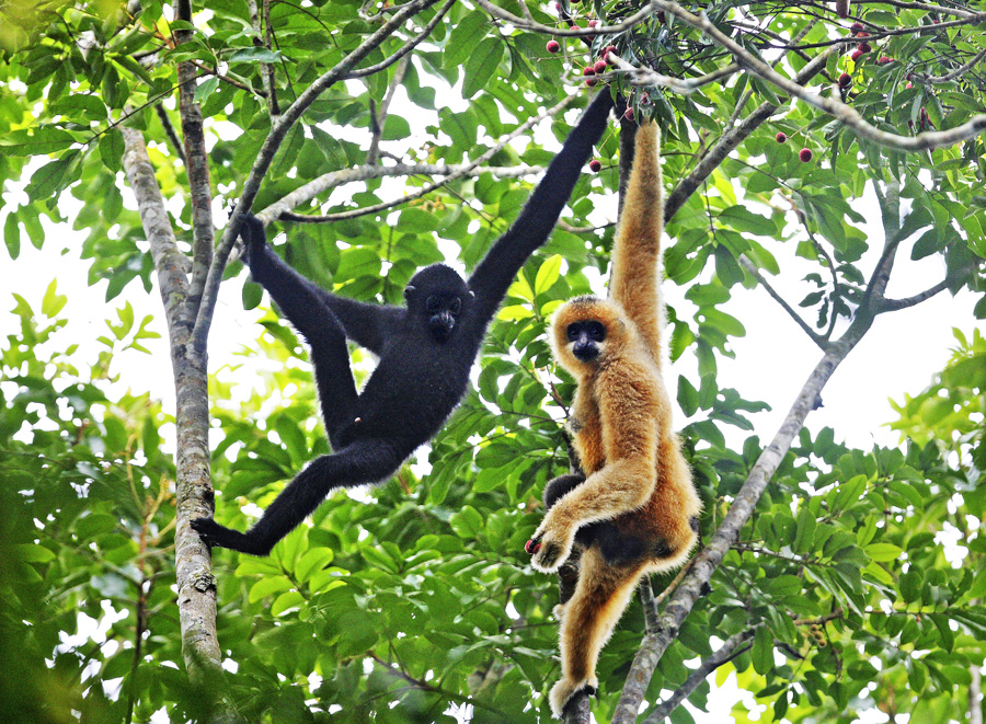 Bawangling National Nature Reserve in Hainan