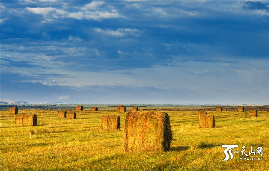 Rolls of grass: a beautiful landscape in Xinjiang