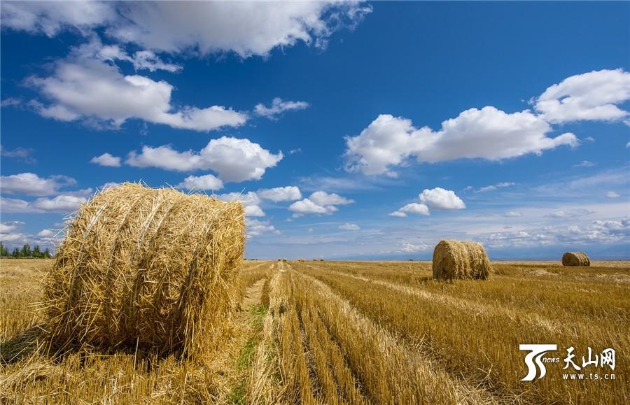 Rolls of grass: a beautiful landscape in Xinjiang