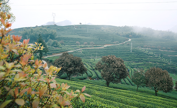 She ethnic group: Living, singing and working in tea plantations