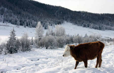 Snow covers forests in Xinjiang