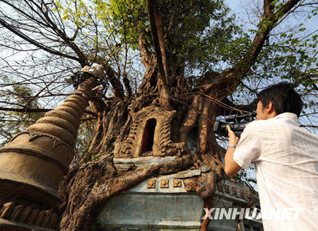 Tree-wrapped pagoda in Yunnan