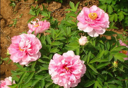 Scientists can make peonies bloom at will